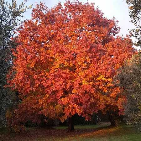 Le Pergole- بيت ضيافة *