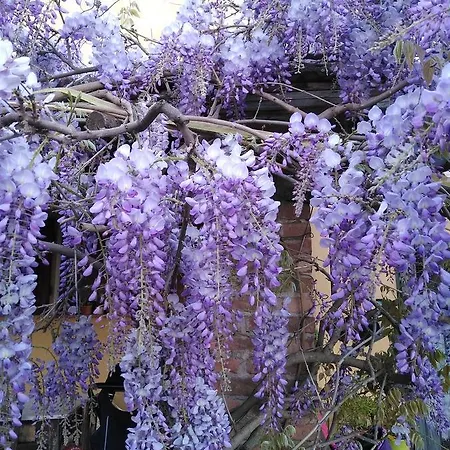 بيت ضيافة Le Pergole- فلورنس