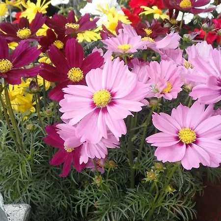 Le Pergole- Gæstehus