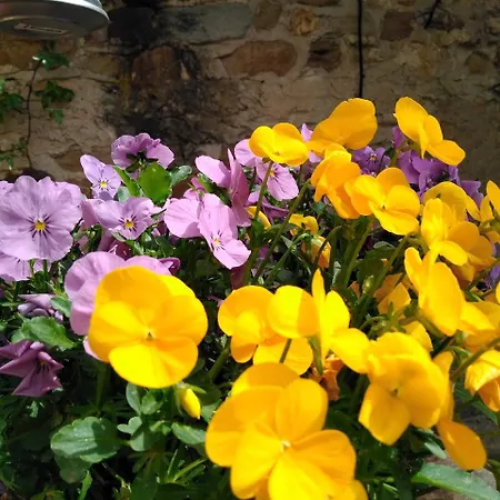 Le Pergole- * Firenze