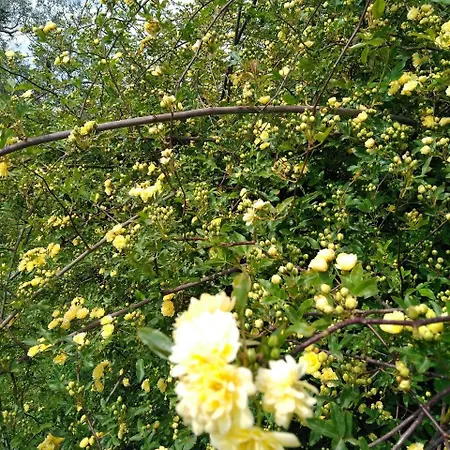 Gæstehus Le Pergole- Firenze